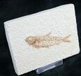 Knightia Fossil Fish - Wyoming #7554-1